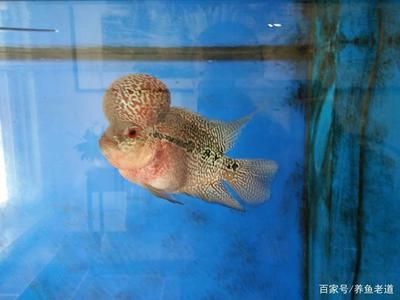 銀龍魚攻擊其他魚（為什么銀龍魚會攻擊其他魚類？）