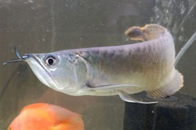 銀龍魚攻擊其他魚（為什么銀龍魚會攻擊其他魚類？） 龍魚百科 第4張