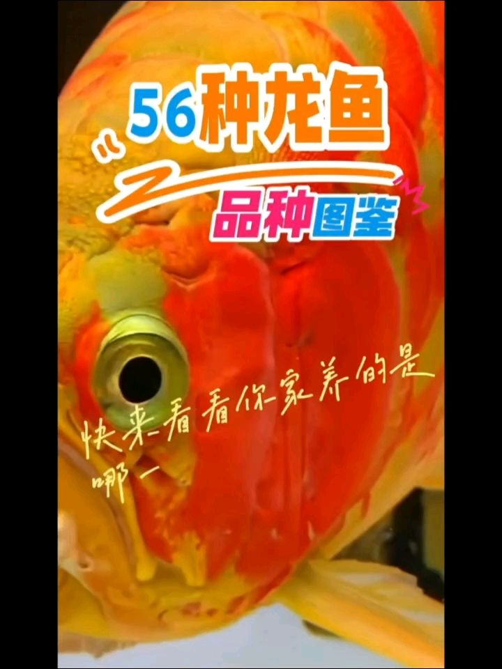 56種龍魚(yú)品種圖鑒大全（白閣評(píng)論：這養(yǎng)了多久了,這養(yǎng)了多久了,）