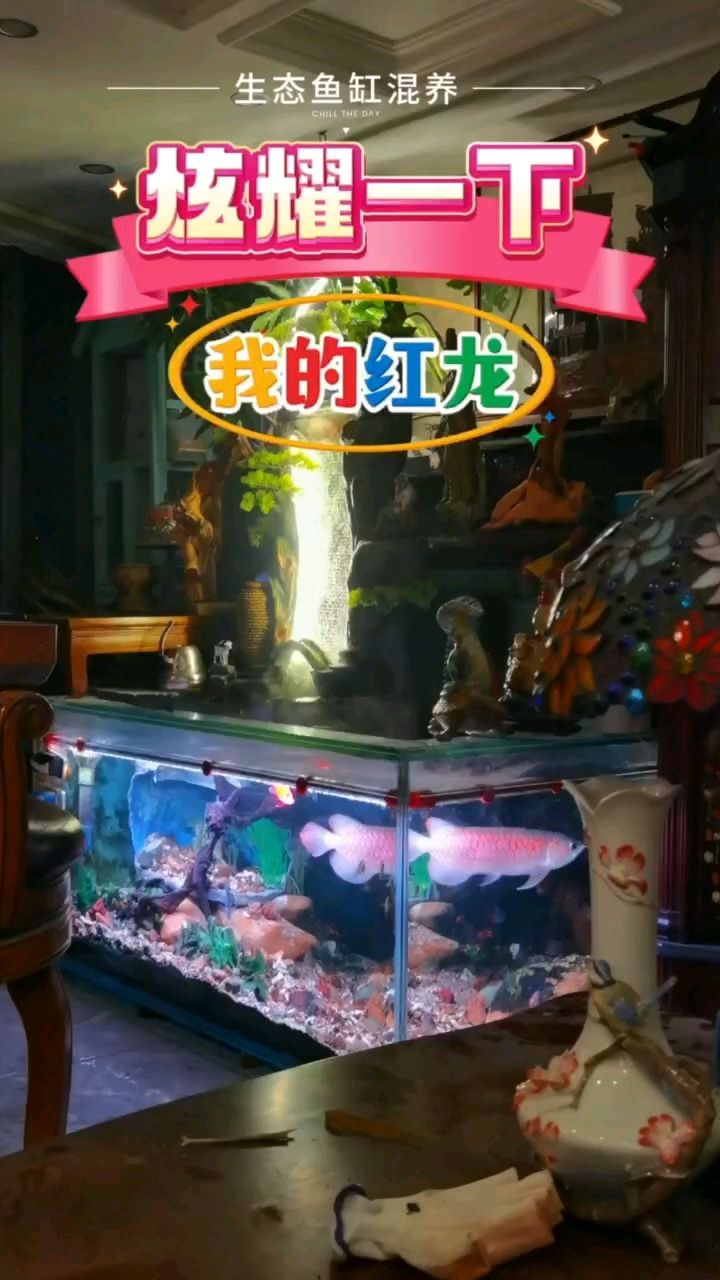 折騰了幾天的魚缸造景（少年夢(mèng)qwyx紅龍魚缸kylind2o） 觀賞魚論壇