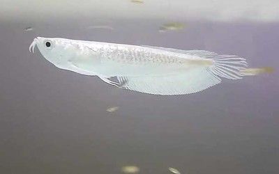 銀龍魚鰓蓋上面有圓形黑色的（銀龍魚鰓蓋上出現(xiàn)圓形黑色的情況可能由多種因素引起） 龍魚百科 第2張