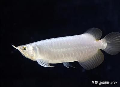 銀龍魚(yú)全身都是白的膜怎么回事（銀龍魚(yú)全身覆蓋白膜可能由多種因素引起） 龍魚(yú)百科 第1張