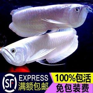 銀龍魚搶不過發(fā)財(cái)魚怎么辦（銀龍魚搶不過發(fā)財(cái)魚怎么辦發(fā)財(cái)魚怎么辦） 龍魚百科 第1張