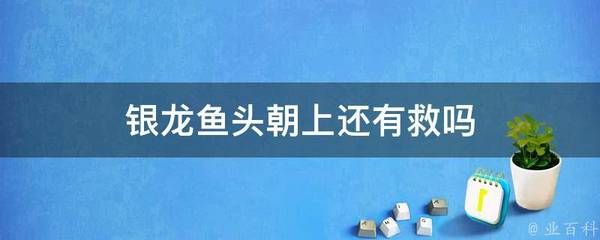 銀龍魚頭一直向下插是什么關(guān)系（為什么銀龍魚頭一直向下插） 龍魚百科 第1張