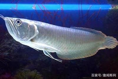 銀龍魚老是咬其他魚（探討銀龍魚攻擊其他魚類的原因，可能由多種因素引起） 龍魚百科 第5張