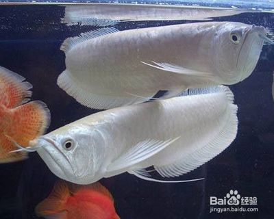 銀龍魚老是咬其他魚（探討銀龍魚攻擊其他魚類的原因，可能由多種因素引起） 龍魚百科 第4張