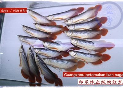 印尼龍魚(yú)進(jìn)口需要走哪些流程（印尼龍魚(yú)的進(jìn)口管理） 龍魚(yú)百科 第5張