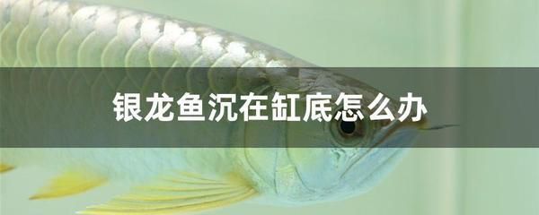 銀龍魚趴缸底的最佳治療（銀龍魚趴缸底可能由多種因素引起水質(zhì)問題、環(huán)境變化） 龍魚百科 第4張