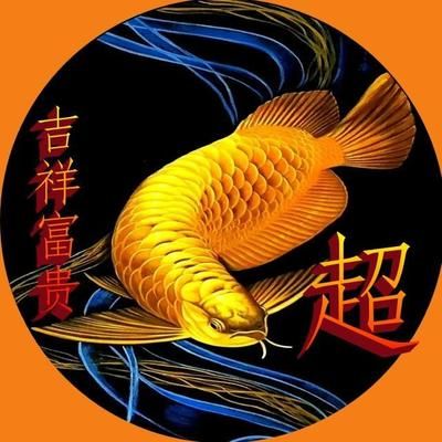 用金龍魚做微信頭像好嗎（用金龍魚做微信頭像合適嗎？） 龍魚百科 第1張