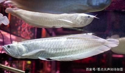 銀龍魚卵是什么樣子的（關(guān)于銀龍魚卵外觀的詳細描述） 龍魚百科 第2張