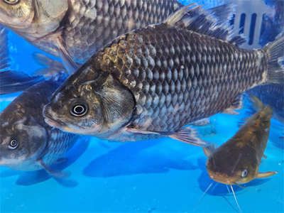 銀龍魚眼睛流血怎么回事（銀龍魚眼睛流血怎么辦） 龍魚百科 第1張