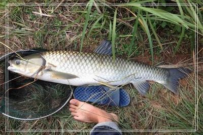 銀龍魚眼睛流血怎么回事（銀龍魚眼睛流血怎么辦） 龍魚百科 第2張