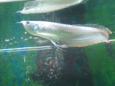 銀龍魚(yú)什么時(shí)候喂食最好（銀龍魚(yú)的喂食時(shí)間對(duì)其健康和生長(zhǎng)有著重要影響） 龍魚(yú)百科 第4張