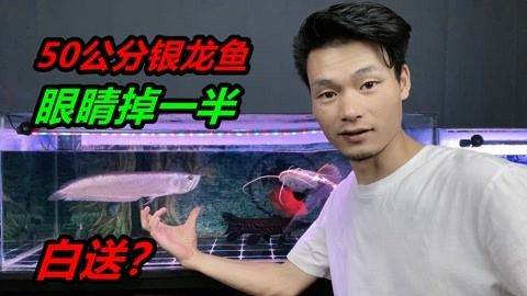 銀龍魚總喜歡躲在角落（銀龍魚總喜歡躲在角落怎么辦） 龍魚百科 第2張