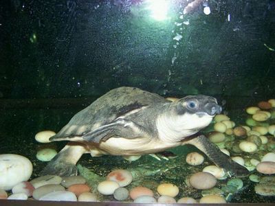 銀龍魚怎么開食（如何讓銀龍魚開口吃食）