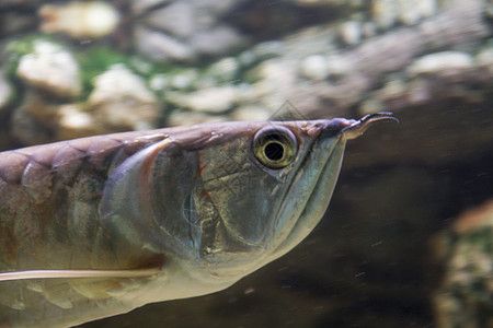 銀龍魚(yú)尾巴的顏色有幾種（關(guān)于銀龍魚(yú)尾巴的顏色詳細(xì)信息：銀龍魚(yú)尾巴的顏色詳細(xì)信息） 龍魚(yú)百科 第4張