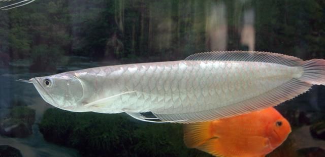 銀龍魚在水底下游是什么原因（銀龍魚為什么會(huì)在水底下游？） 龍魚百科 第2張