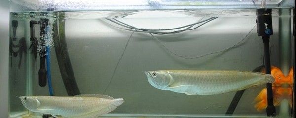 銀龍魚裝飼料銅器好嗎？（銀龍魚裝飼料銅器好嗎） 龍魚百科 第3張