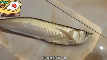 銀龍魚身體卷曲不活動怎么回事兒（銀龍魚身體卷曲不活動可能由多種因素引起的因素引起）