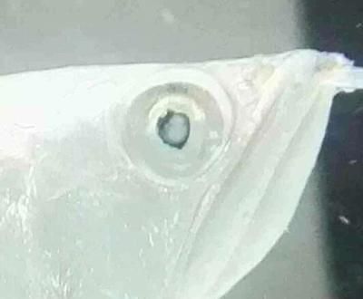 銀龍魚眼睛變白是什么?。ㄣy龍魚眼睛變白可能是由多種因素引起的，可能是多種因素引起的） 龍魚百科 第3張