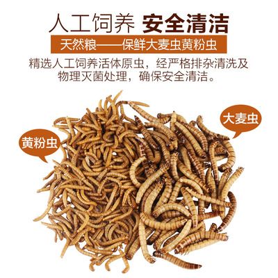 銀龍魚(yú)面包蟲(chóng)好吃還是大麥蟲(chóng)好吃（銀龍魚(yú)吃面包蟲(chóng)好還是吃大麥蟲(chóng)好） 龍魚(yú)百科 第2張