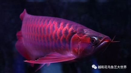 印度尼西亞的紅龍魚,什么時(shí)候能變成紅色（印尼紅龍魚的發(fā)色過(guò)程） 龍魚百科 第1張