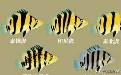 印尼進(jìn)龍魚一次多少錢（印尼進(jìn)口龍魚價(jià)格會(huì)根據(jù)品種、大小、品相等因素有所不同） 龍魚百科 第1張