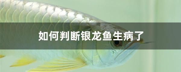 銀龍魚排出白色絮狀物是啥？（銀龍魚身上出現(xiàn)白色絮狀物可能是多種原因引起的） 龍魚百科 第4張