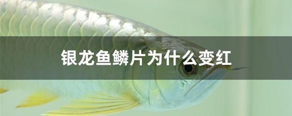 銀龍魚(yú)鱗片充血怎么辦（銀龍魚(yú)鱗片充血的處理方法） 龍魚(yú)百科 第1張