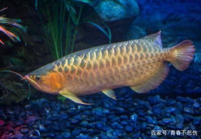 銀龍魚(yú)蒙眼可以把膜撕掉嗎（治療銀龍魚(yú)蒙眼的方法） 龍魚(yú)百科 第1張