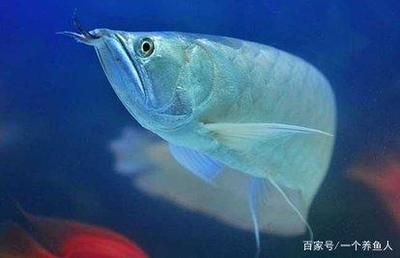 銀龍魚什么樣的才是最好的（最佳的銀龍魚應該具備哪些條件？） 龍魚百科 第3張