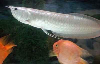 銀龍魚為什么那么貴（銀龍魚價格昂貴是由其高品質(zhì)飼料的需求、高標(biāo)準(zhǔn)養(yǎng)殖環(huán)境的需求） 龍魚百科 第5張