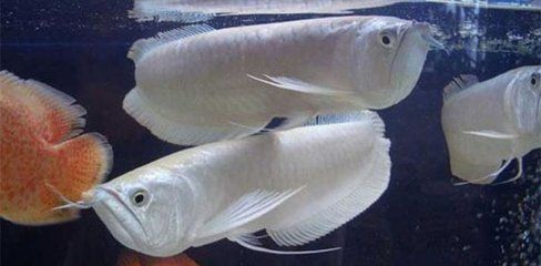 銀龍魚是國家保護(hù)動物嗎（銀龍魚不是國家保護(hù)動物，不是國家保護(hù)動物，也不屬于國家保護(hù)動物） 龍魚百科 第2張