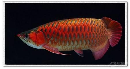 銀龍魚(yú)苗12厘米會(huì)被二十厘米的錦鯉吃掉嗎（銀龍魚(yú)苗與20厘米錦鯉是否能共存，銀龍魚(yú)苗是否能共存） 龍魚(yú)百科 第4張