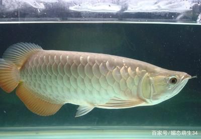 銀龍魚尾散開（為什么銀龍魚的鰭尾開裂散開）