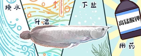 銀龍魚撞缸掉鱗片（如何處理銀龍魚撞缸掉鱗片）