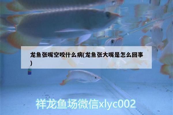 銀龍魚老是張大嘴空咬還甩頭（為什么銀龍魚老是張大嘴空咬還甩頭）