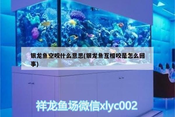 銀龍魚老是張大嘴空咬還甩頭（為什么銀龍魚老是張大嘴空咬還甩頭）