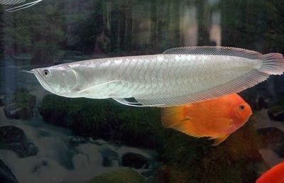 銀龍魚怎么開口喂食（如何幫助銀龍魚開口進(jìn)食） 龍魚百科 第4張