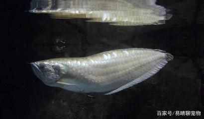 銀龍魚(yú)卵外面能孵化嗎（銀龍魚(yú)卵的孵化方式是口孵，口孵，） 龍魚(yú)百科 第5張