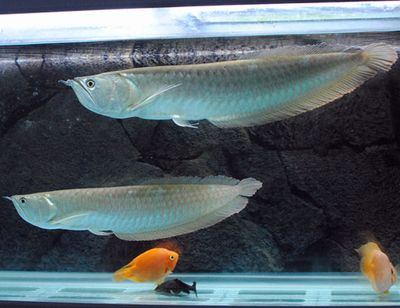 銀龍魚(yú)水溫32度要緊不（銀龍魚(yú)水溫達(dá)到[需手動(dòng)填充]是一個(gè)值得關(guān)注的問(wèn)題） 龍魚(yú)百科 第5張