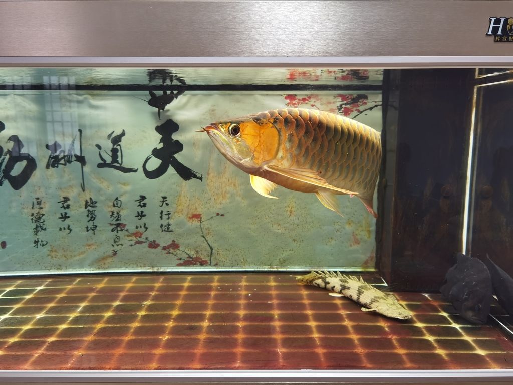  觀賞魚(yú)論壇