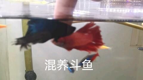 中國(guó)斗魚能和龍魚混養(yǎng)嗎（中國(guó)斗魚不建議與龍魚混養(yǎng)） 龍魚百科 第2張