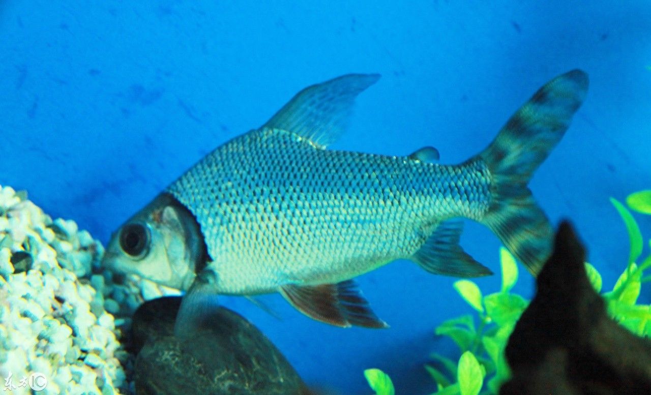 怎么把國外的龍魚運回國（如何將國外的龍魚運回國內） 龍魚百科 第4張