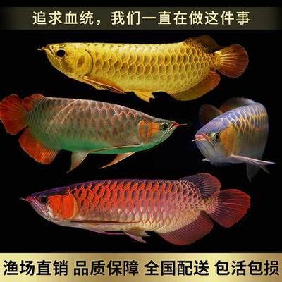 長(zhǎng)1米5寬50高50的可以養(yǎng)50cm的金龍魚嗎（金龍魚的魚缸長(zhǎng)度不應(yīng)小于1.5米） 龍魚百科 第1張