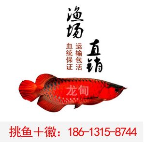 在淘寶買紅龍魚可靠嗎（在淘寶購買紅龍魚的可靠性） 龍魚百科 第5張