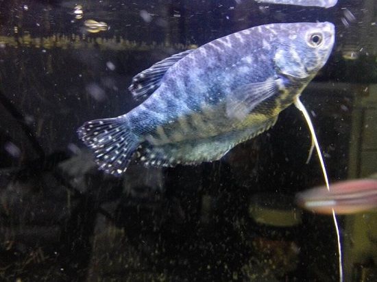 原種曼龍魚(yú)（原種曼龍魚(yú)是一種性情溫和但具有一定攻擊性的熱帶觀(guān)賞魚(yú)） 龍魚(yú)百科 第2張