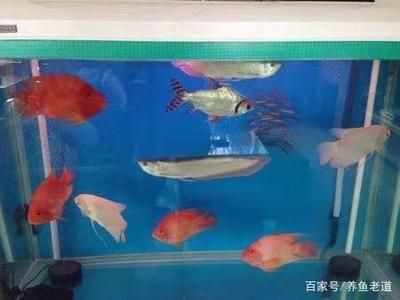 總要熱愛點什么，才不會被這無趣的生活淹沒。（宇哥6519評論：牛,s笑看評論：平時用燈嗎） 觀賞魚論壇 第1張