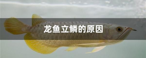 治療龍魚立鱗片多久下一次海鹽（在治療龍魚立鱗病時(shí)，海鹽的使用頻率和方法） 龍魚百科 第3張