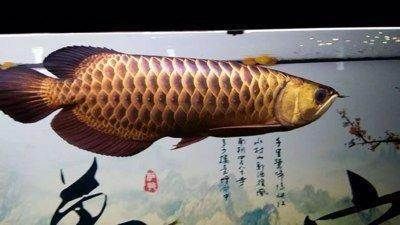 長(zhǎng)沙龍魚基地 龍魚百科 第4張